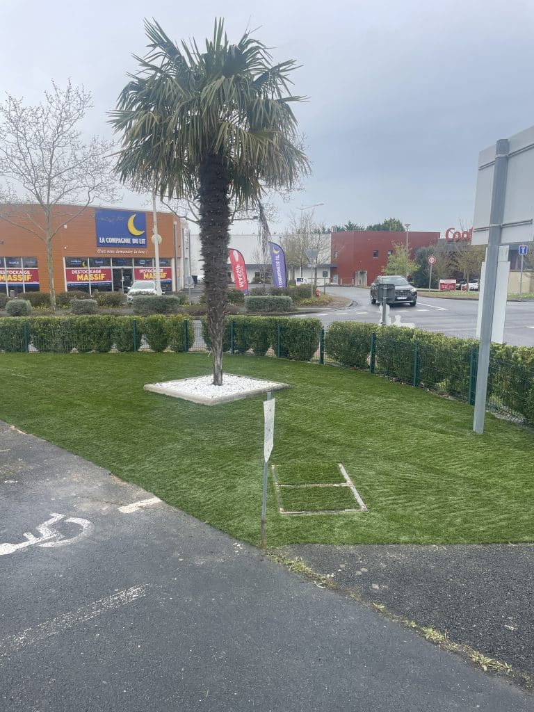 Création d’un espace vert avec pelouse soignée autour d’un palmier, aménagement paysager en zone commerciale ou urbaine.